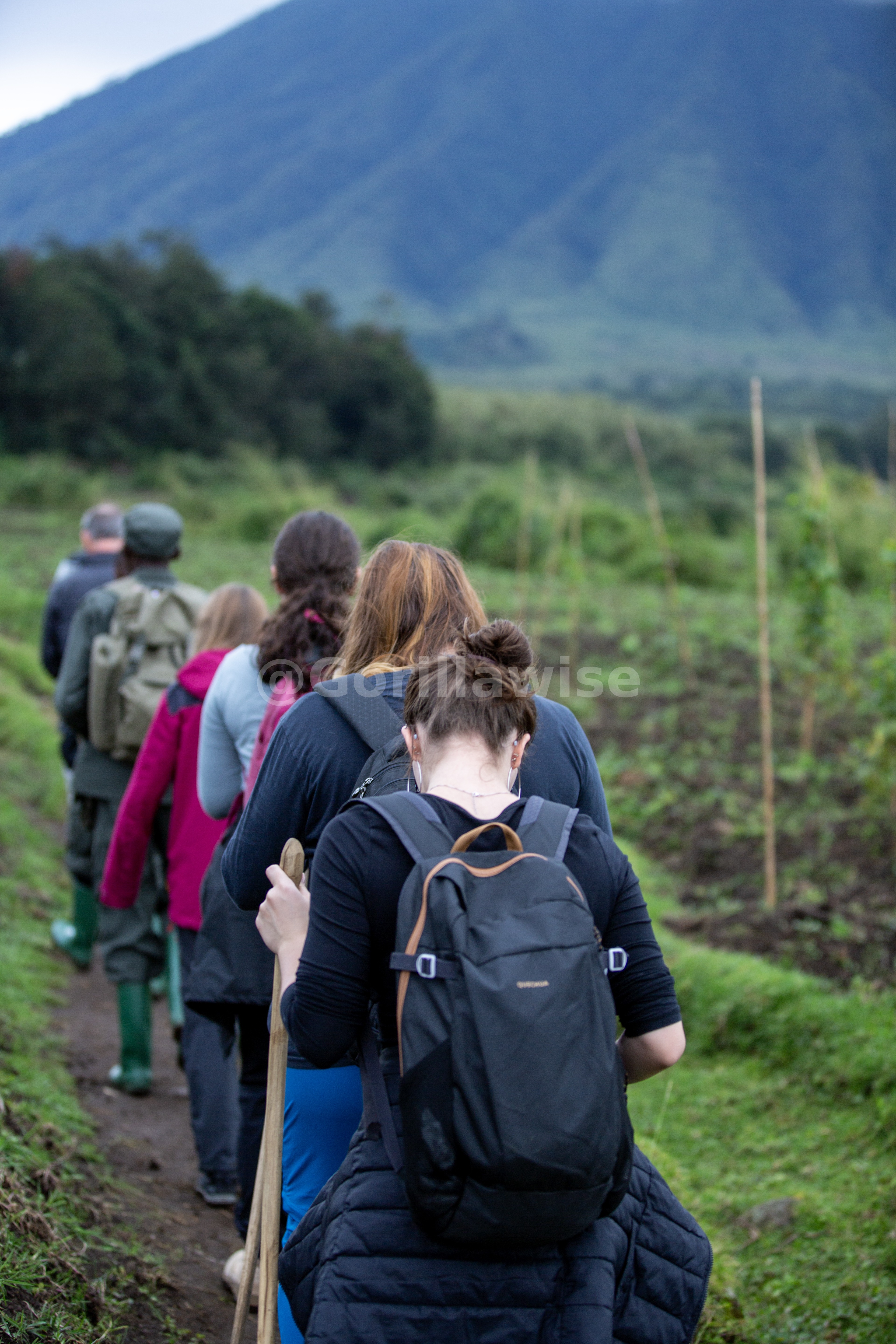 Gorilla Trekking