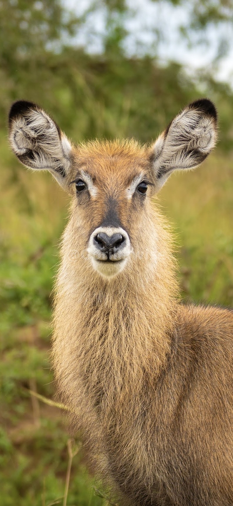 Antelope — East African Plains