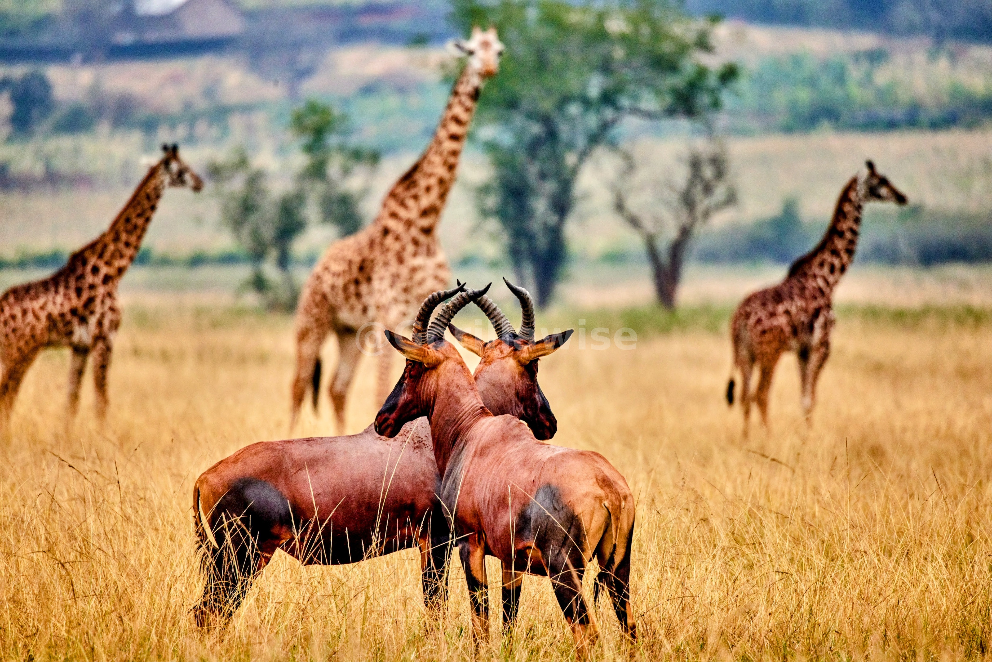 Gazelle — Serengeti