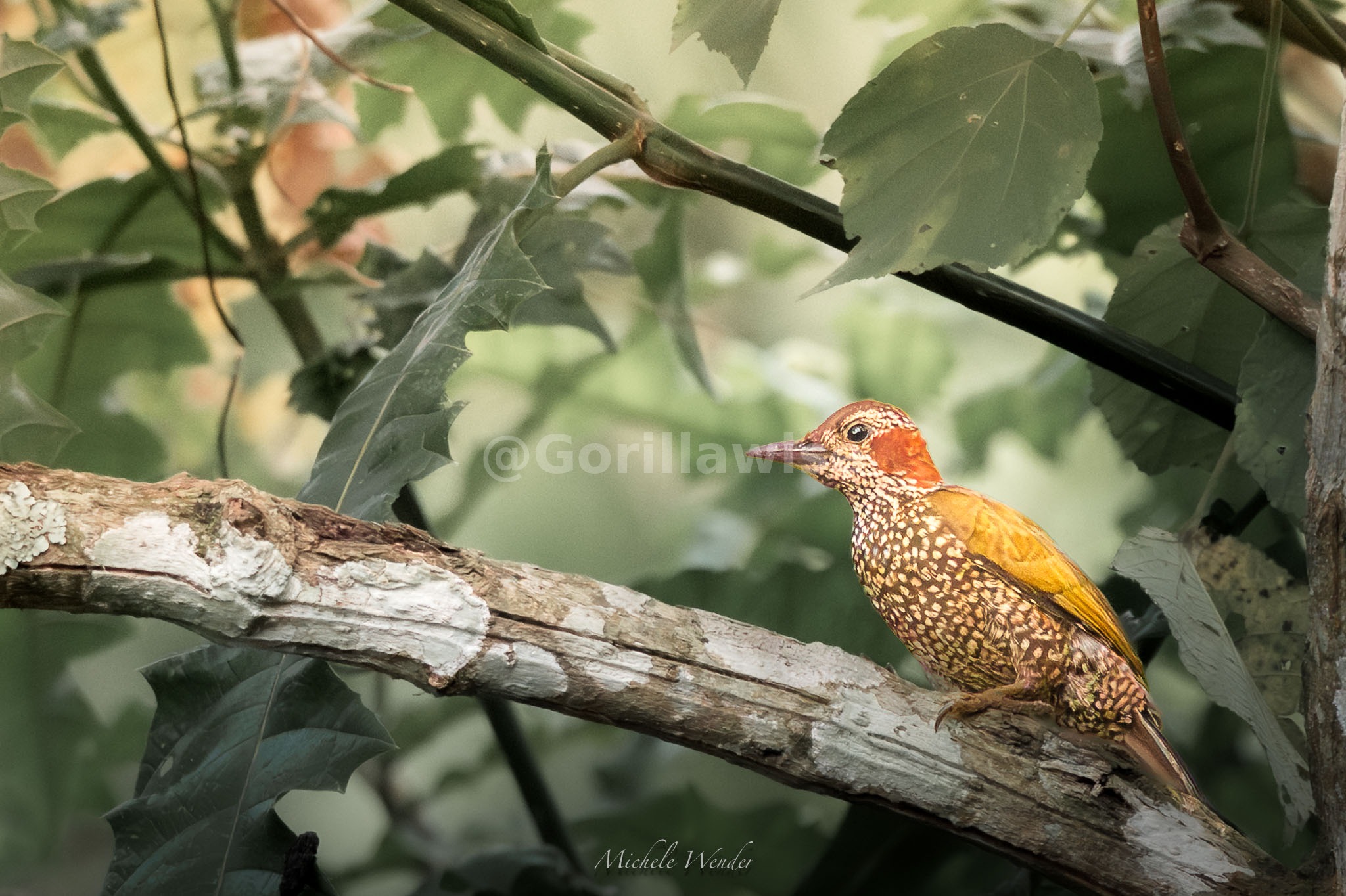 Birds — Nyungwe Forest