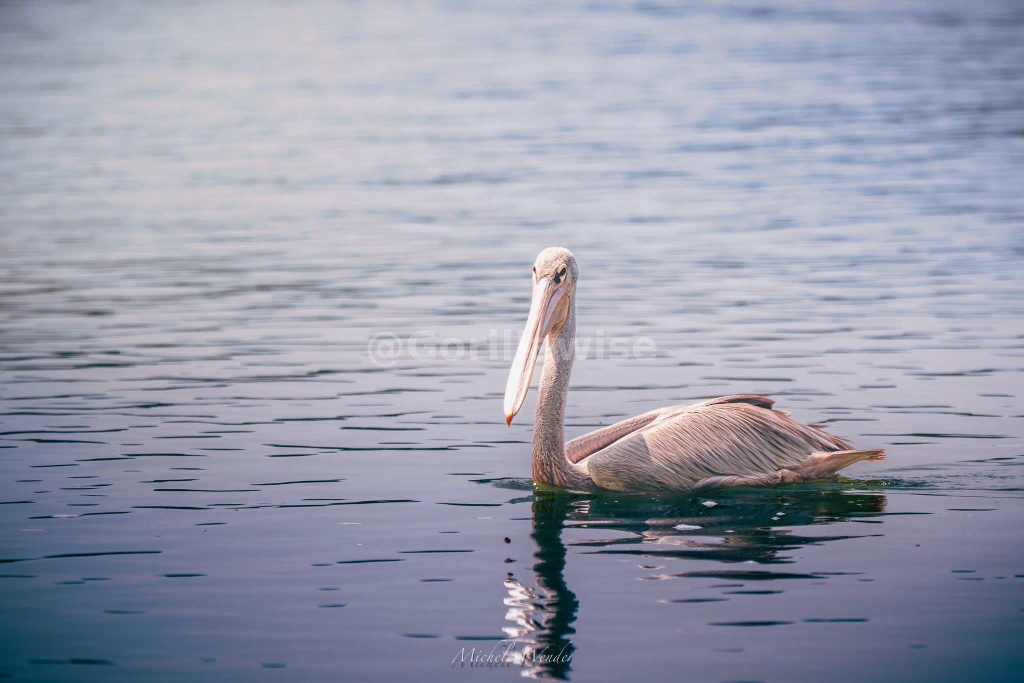 Exotic Bird — Rwanda