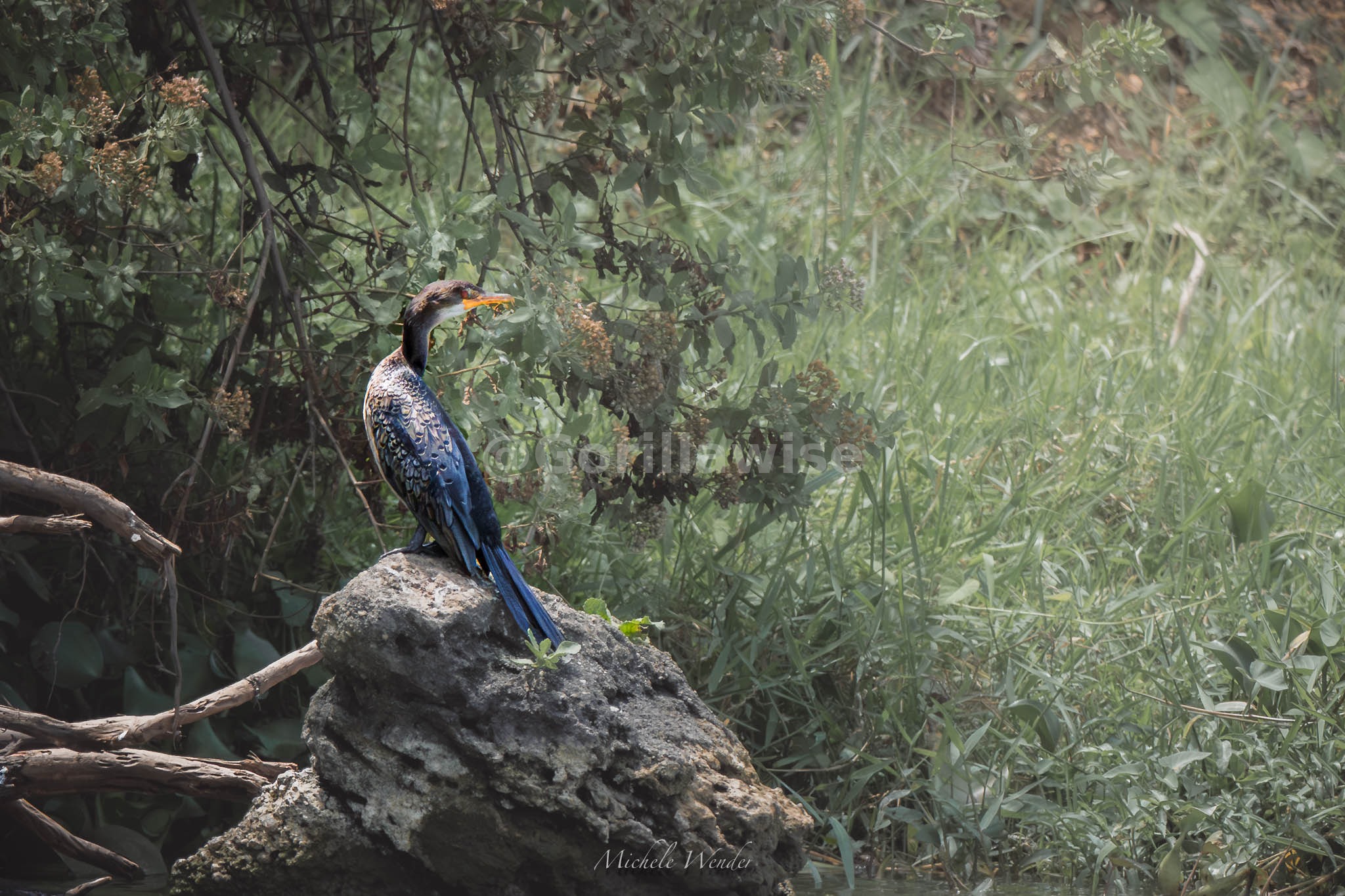 Colourful Bird