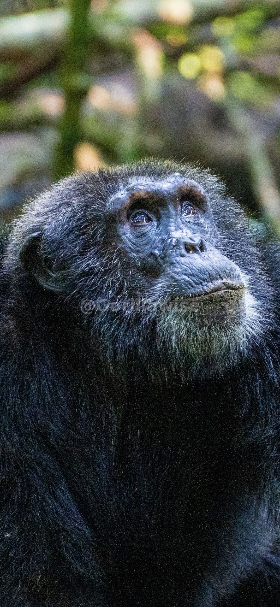 Chimpanzee — Kibale Forest