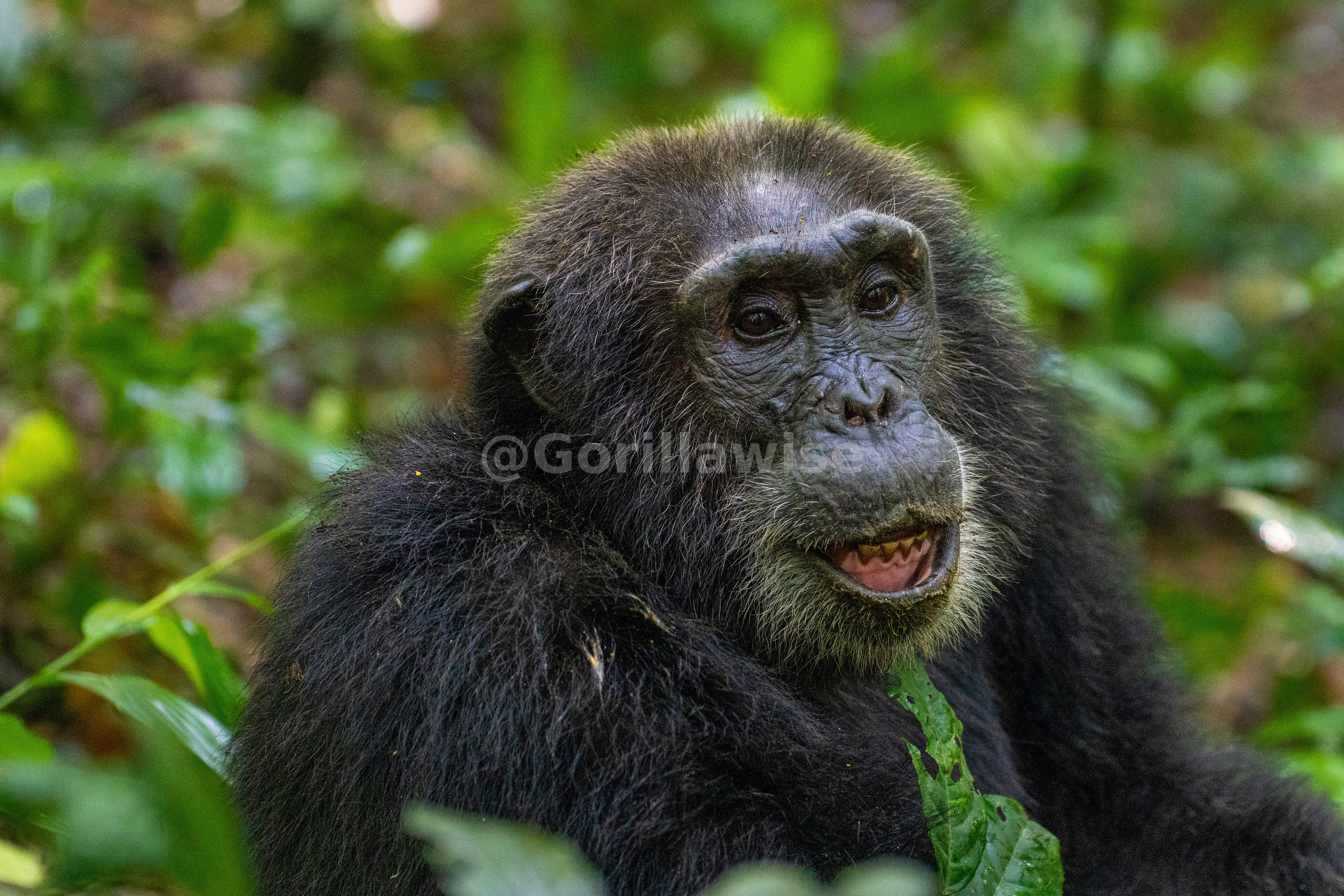 Chimpanzee in the Wild