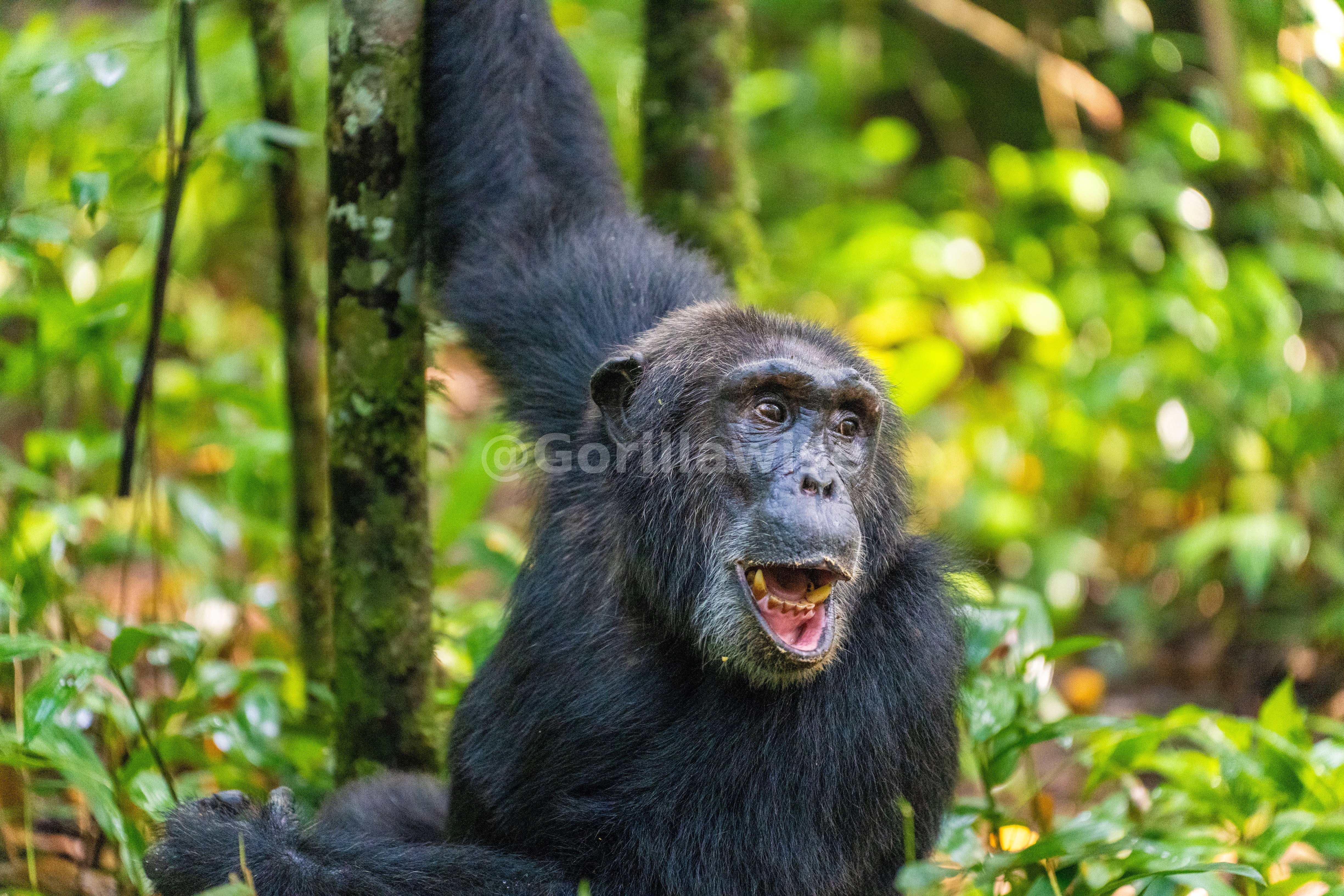 Chimpanzee — Uganda