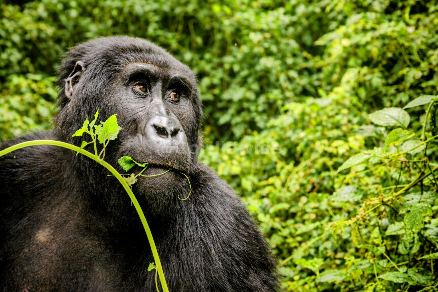 Chimp — Nyungwe Forest