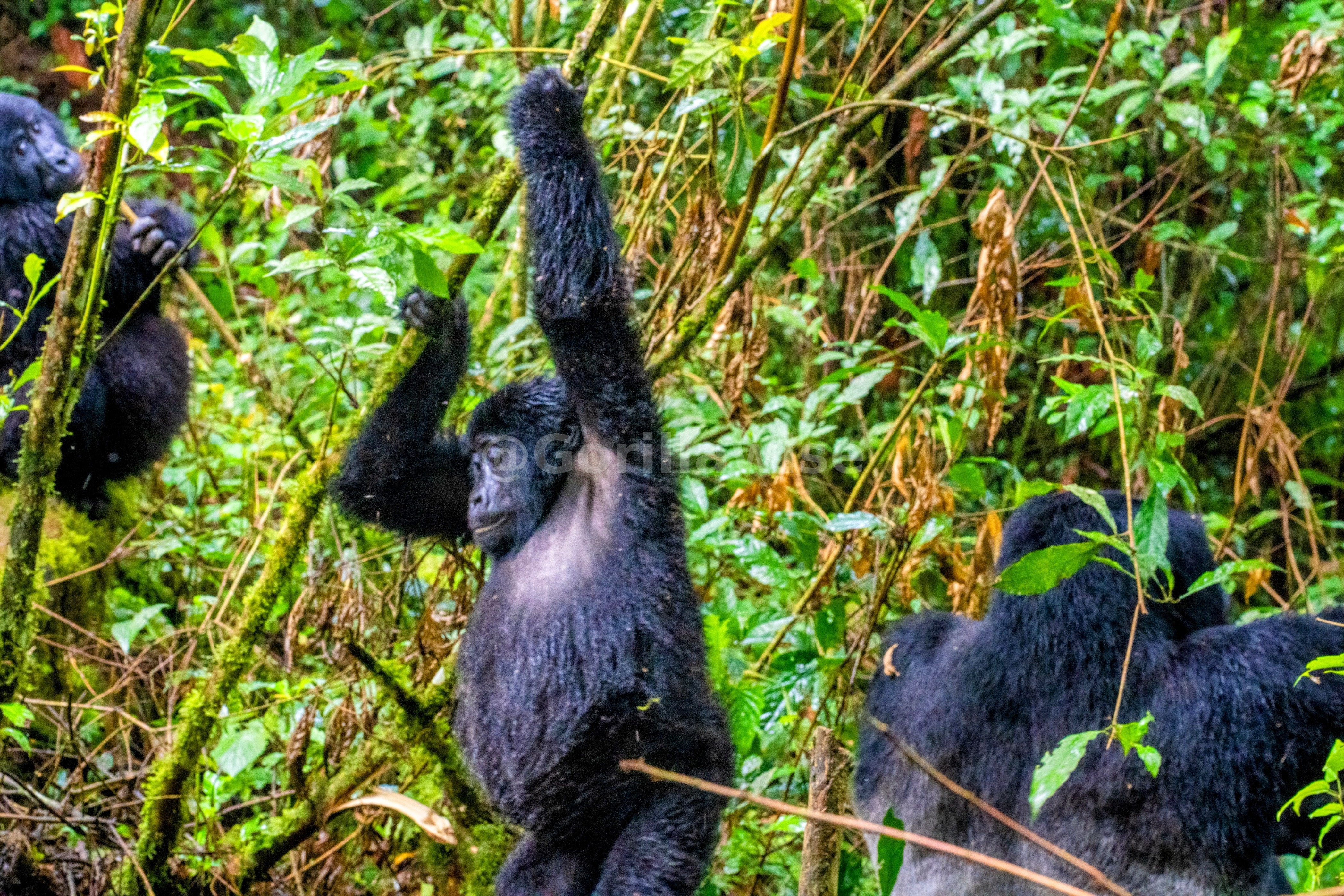 Chimpanzee in Tree