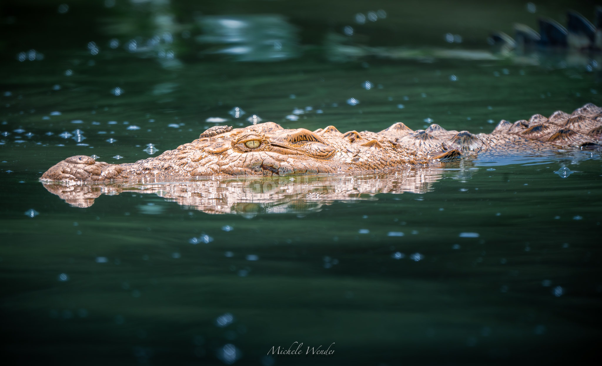 Nile Crocodile