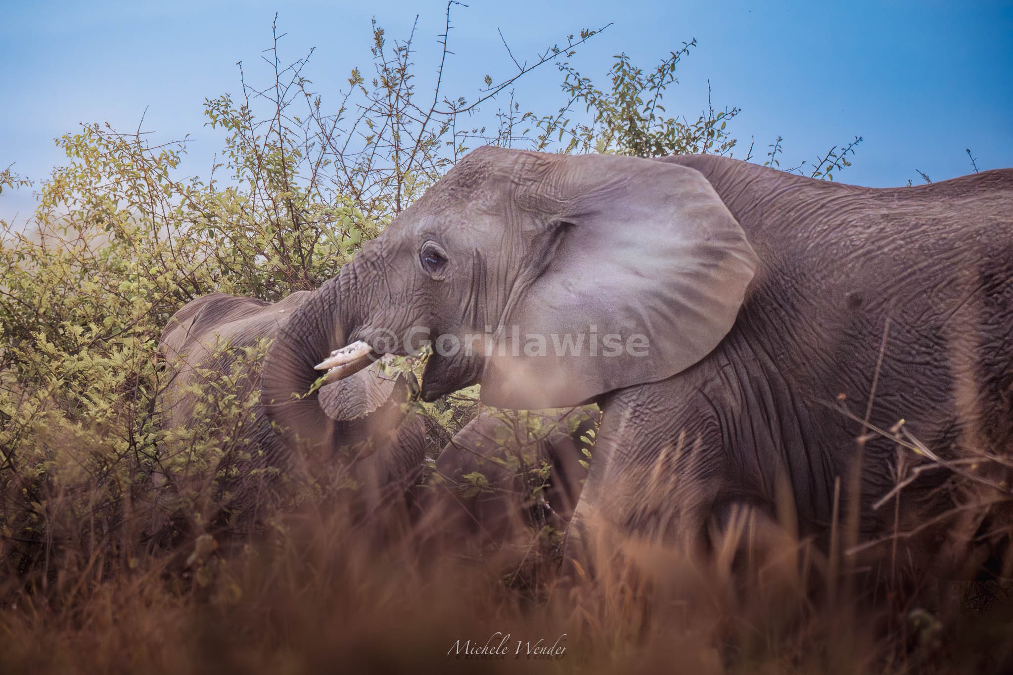 Elephant Herd