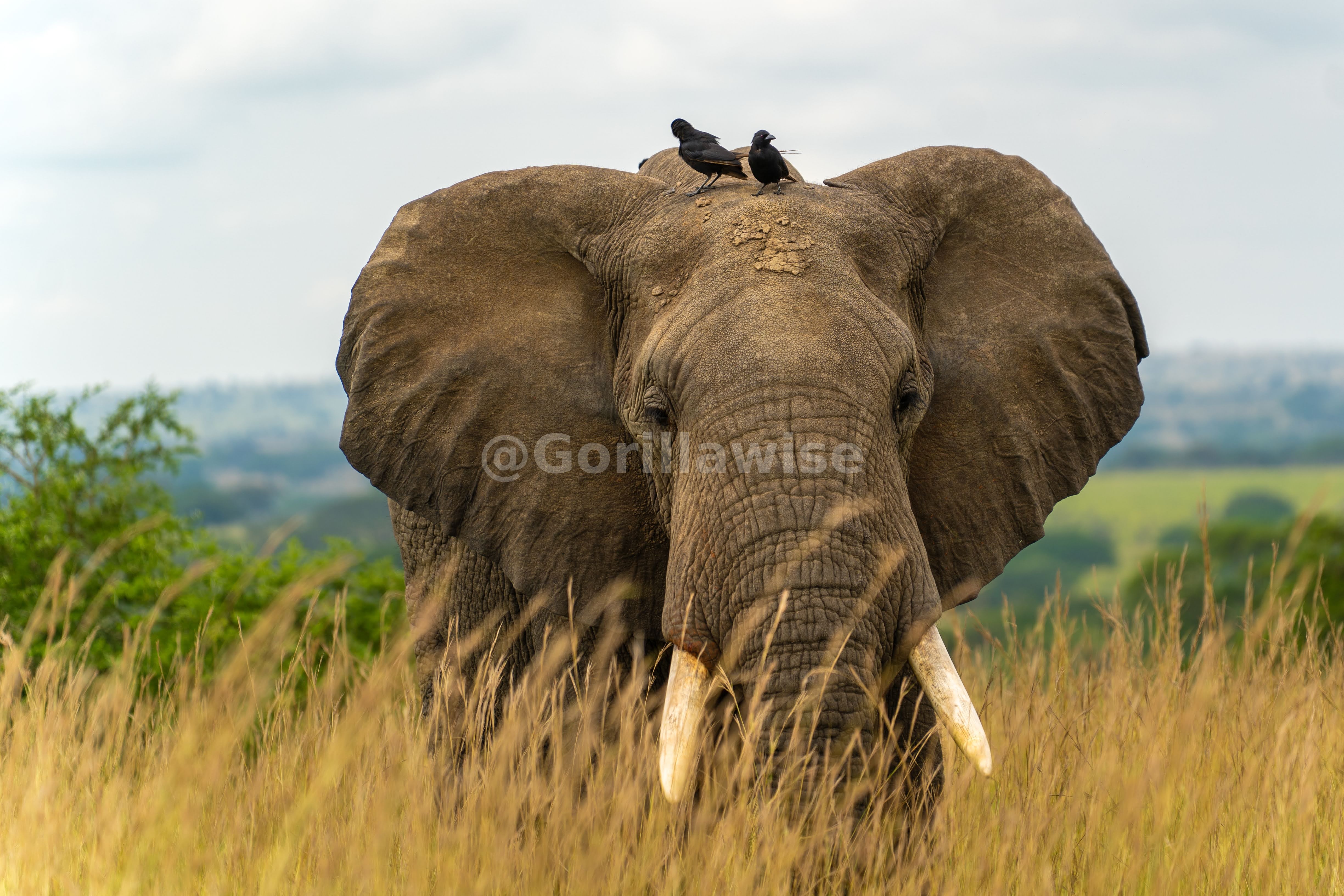 Elephant at Waterhole