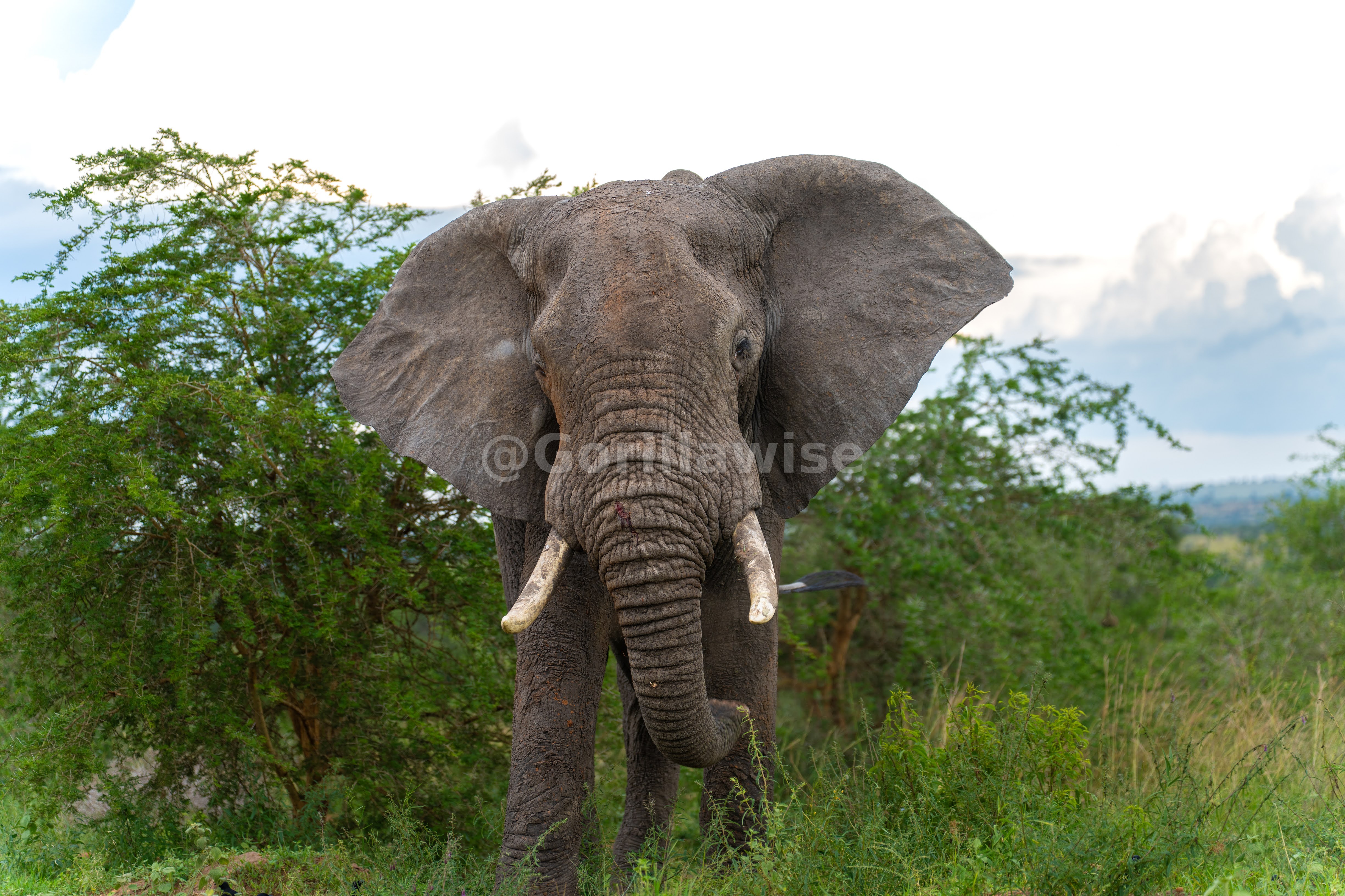 Baby Elephant