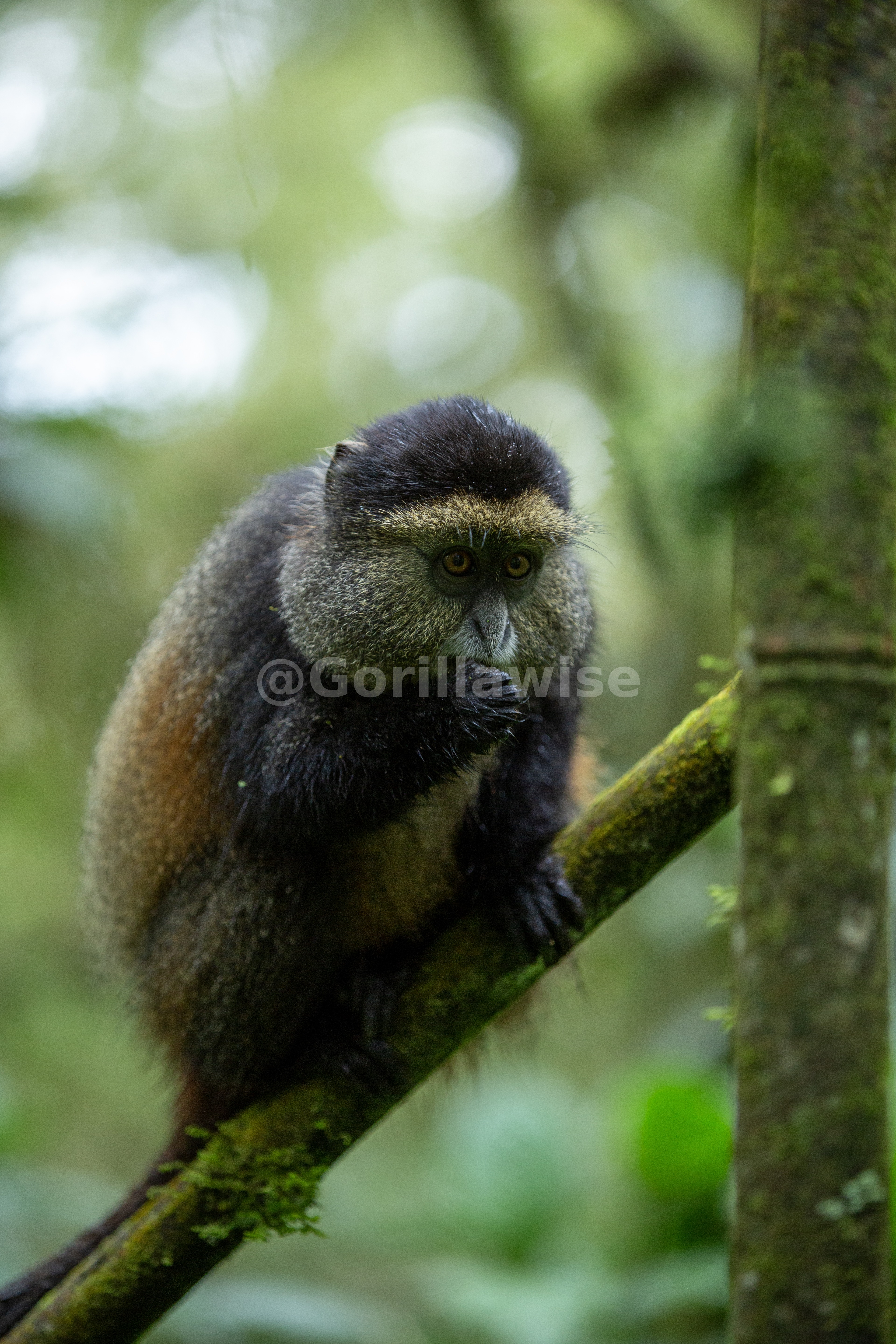 Golden Monkey — Volcanoes NP