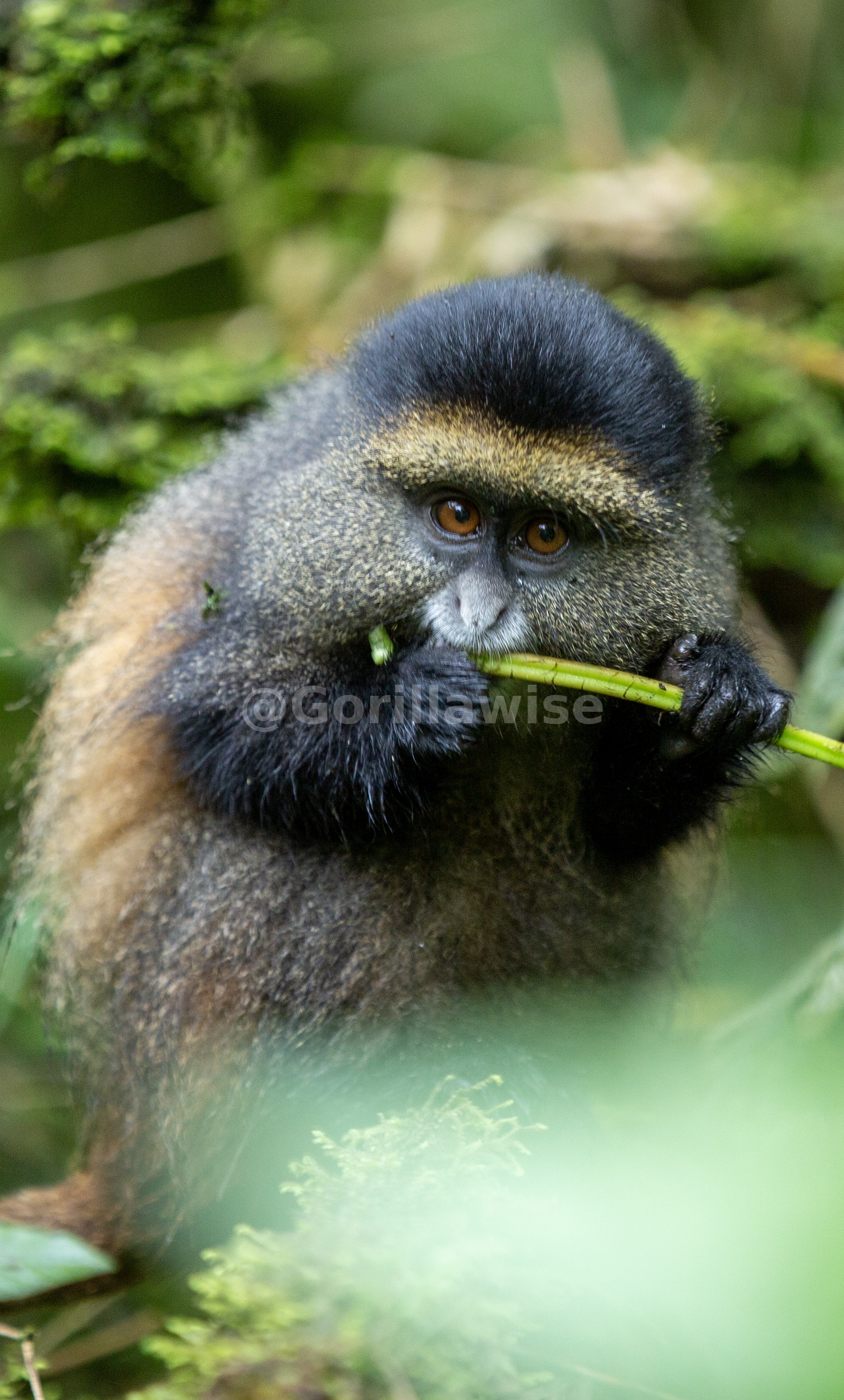 Golden Monkey Portrait