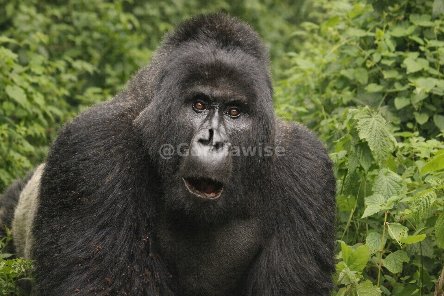 Gorilla in the Mist