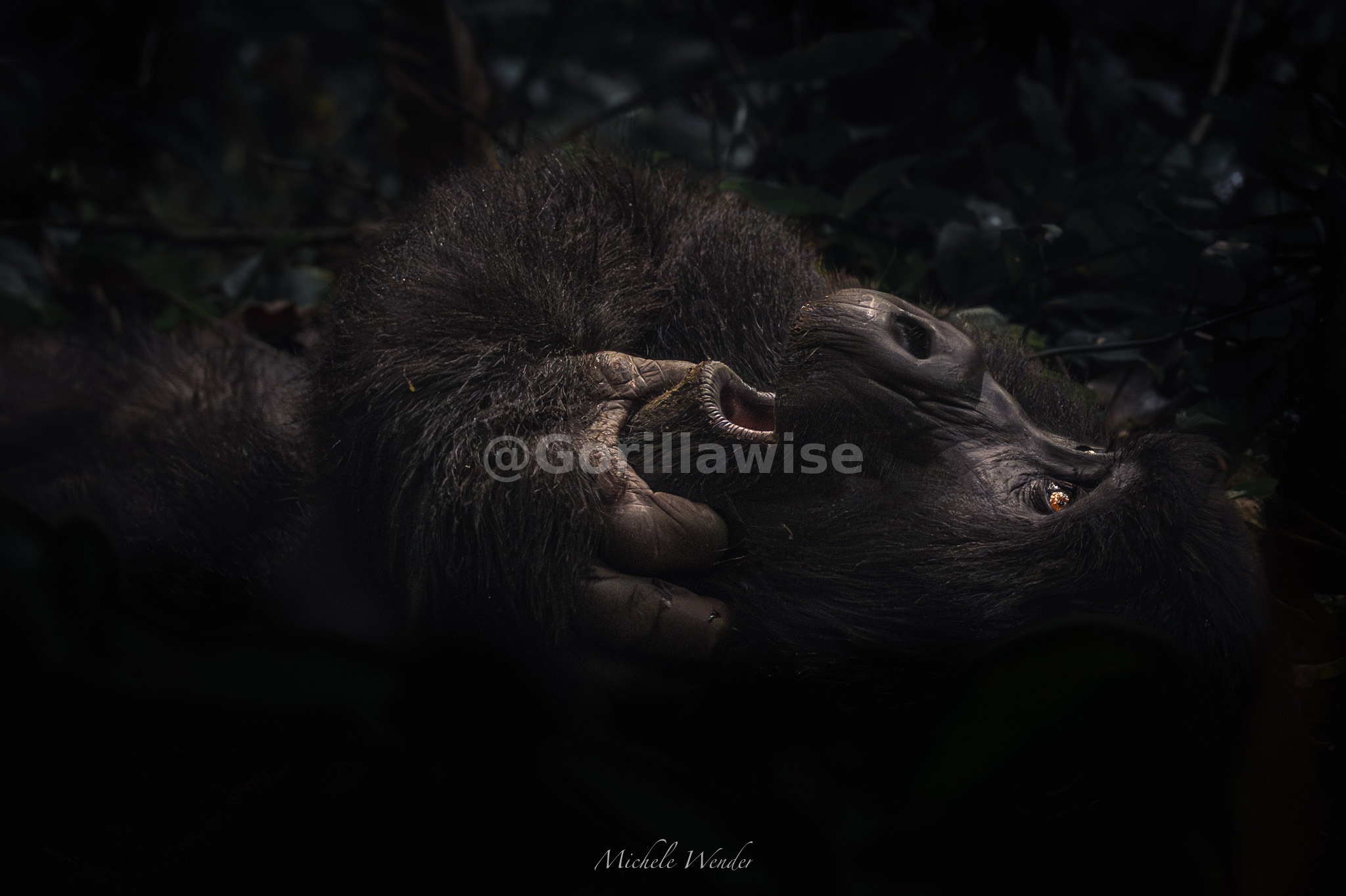 Gorilla Encounter
