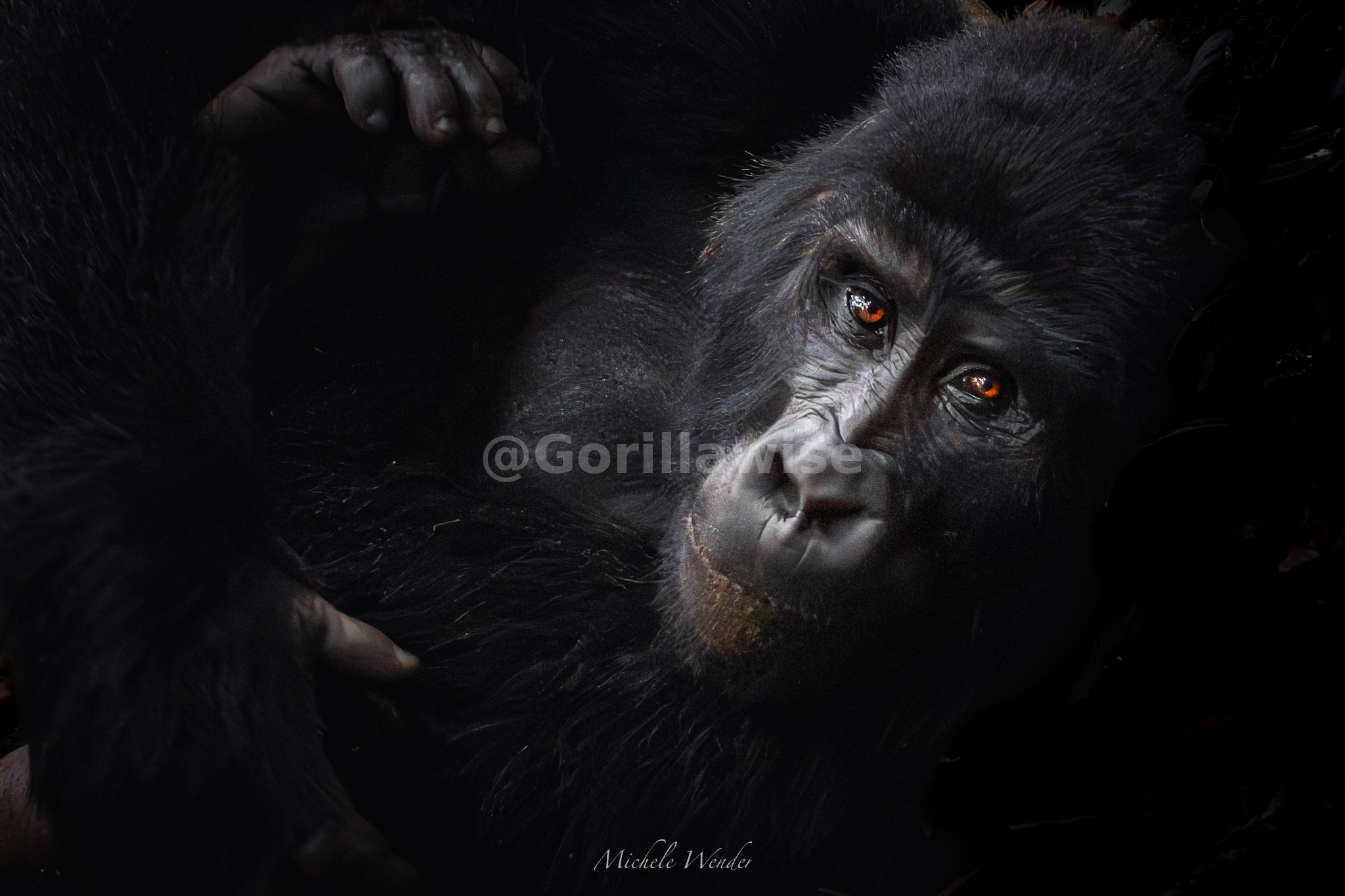 Gorilla Trek — Forest