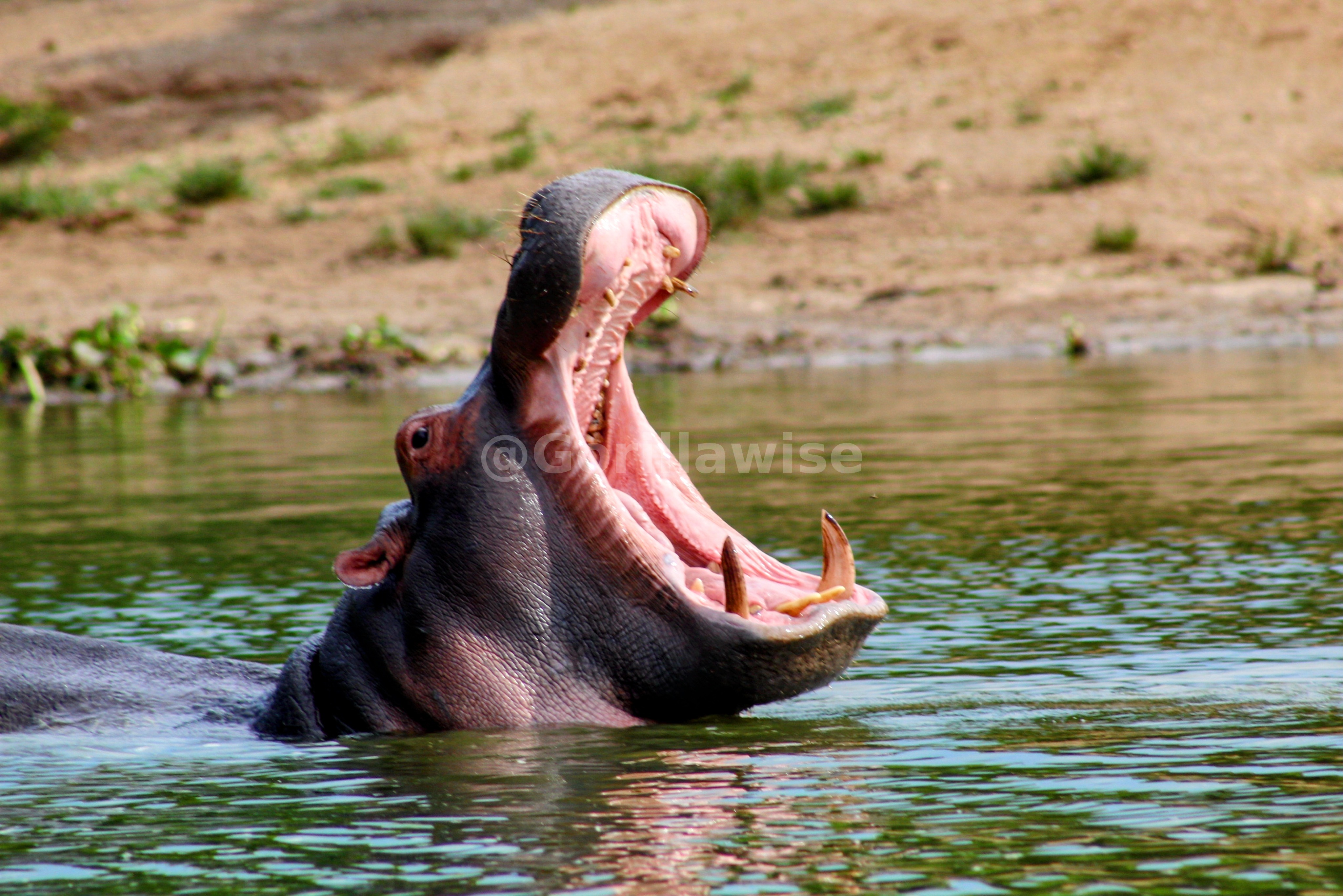 Hippo in the Water