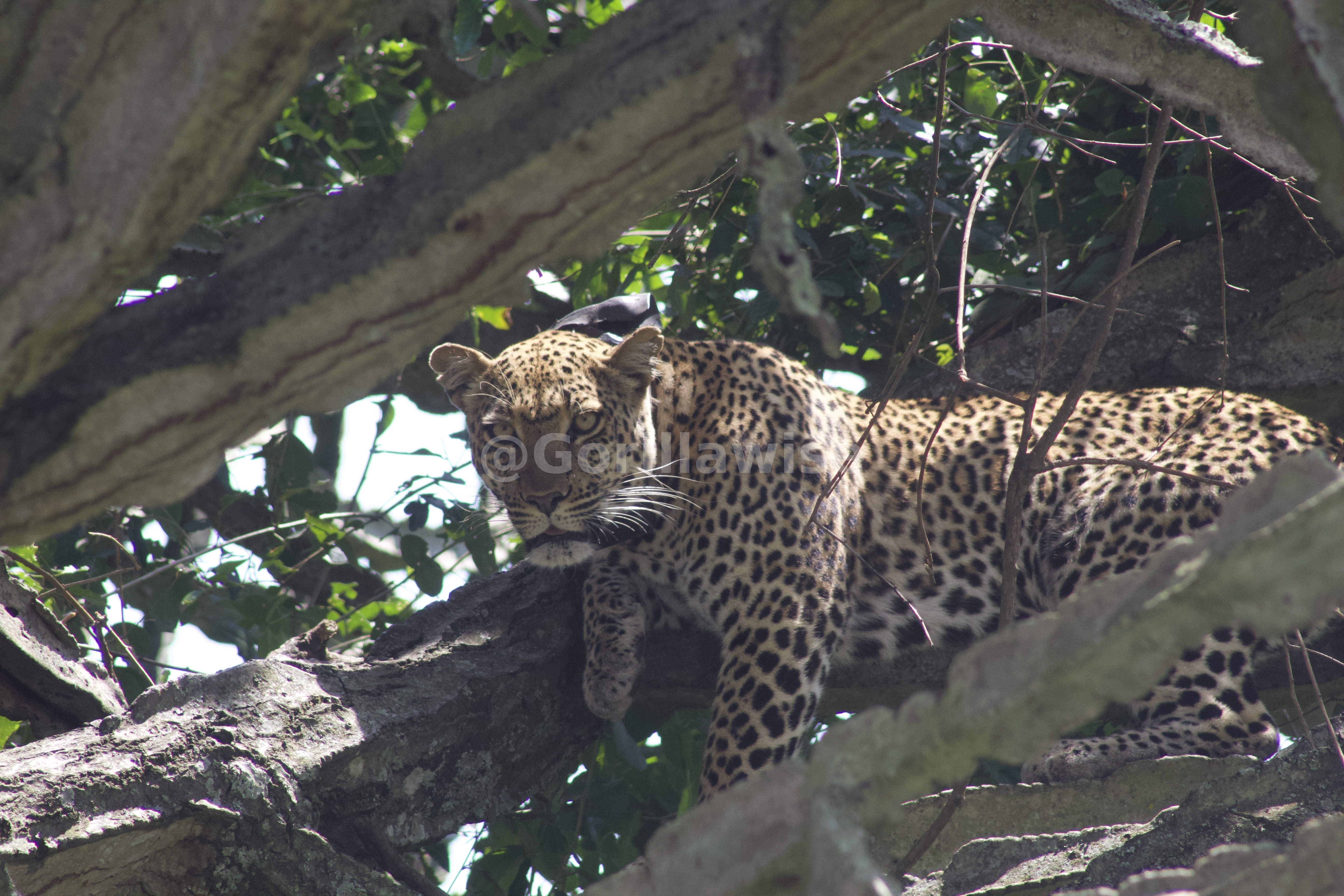 Leopard in the Wild