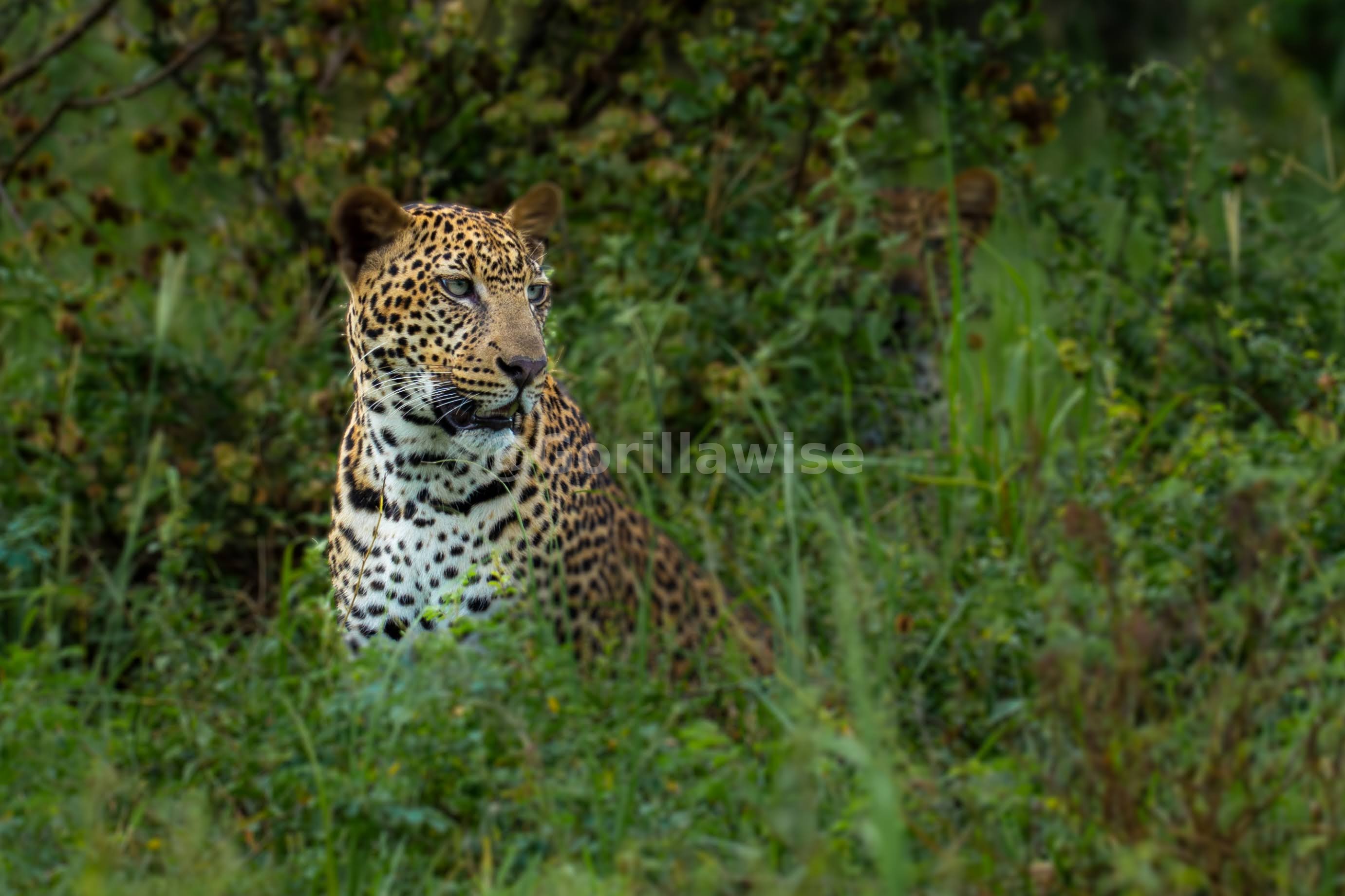 Leopard — East Africa