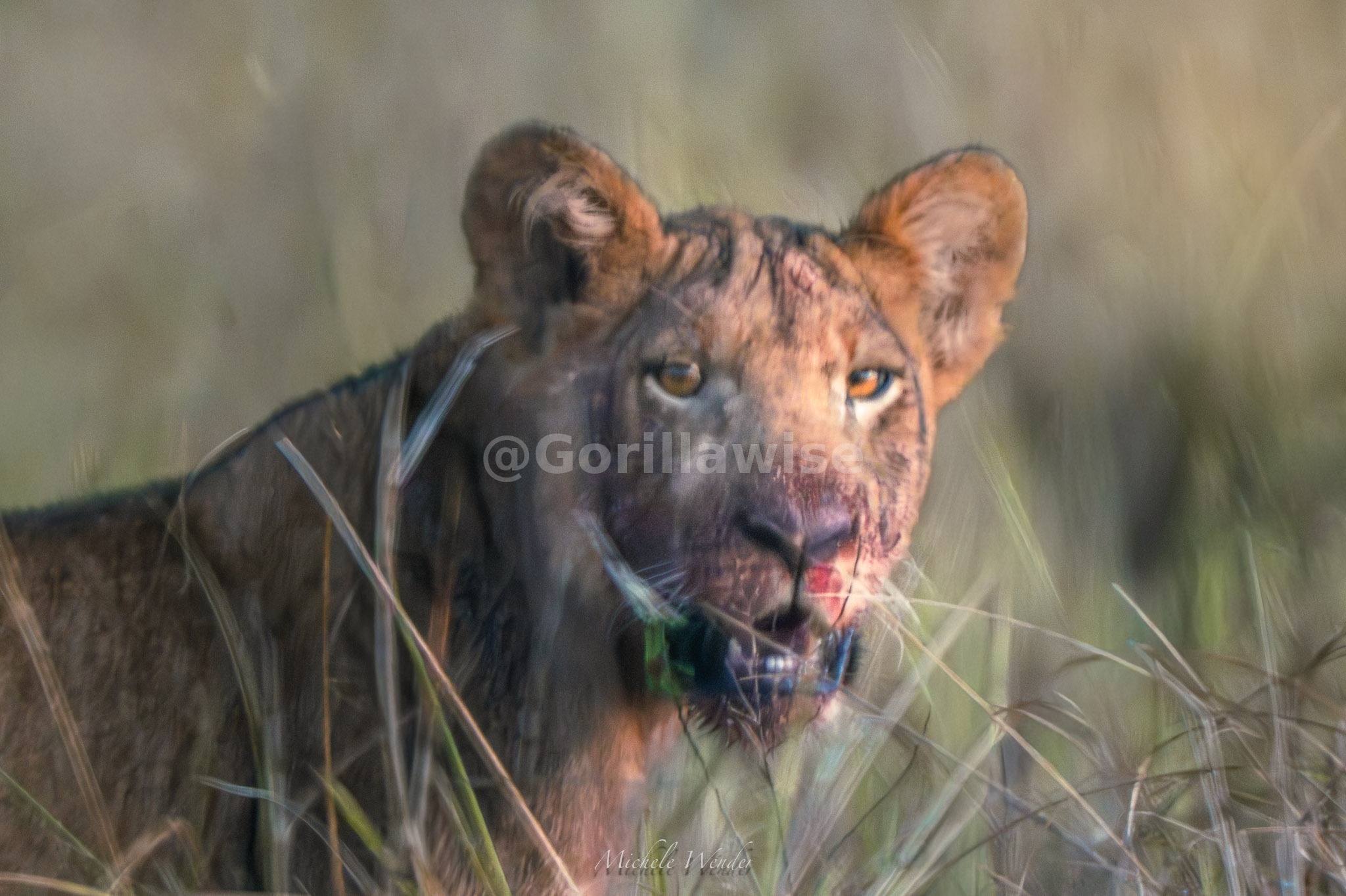 Lion Pride