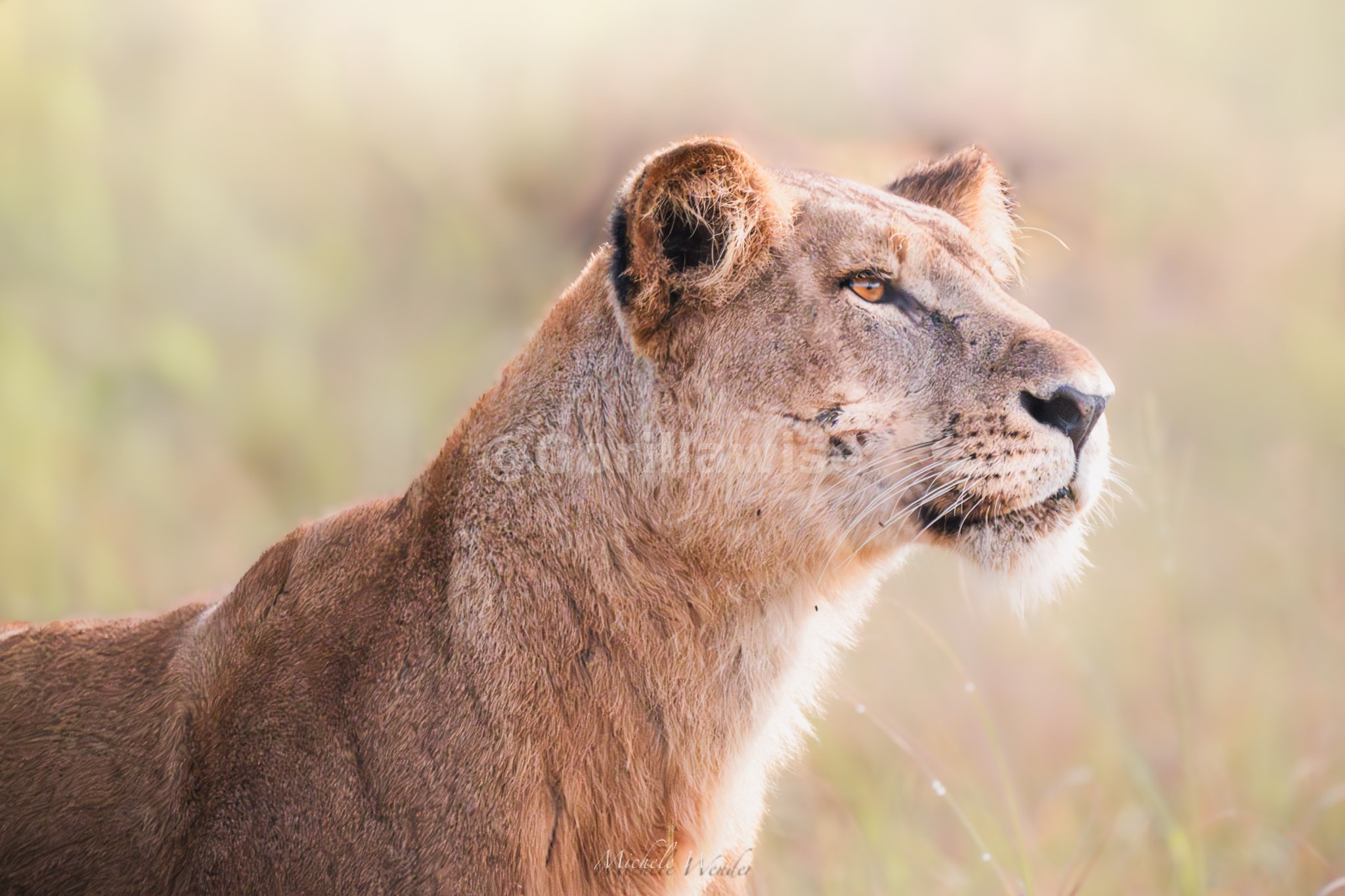 Lioness Hunting