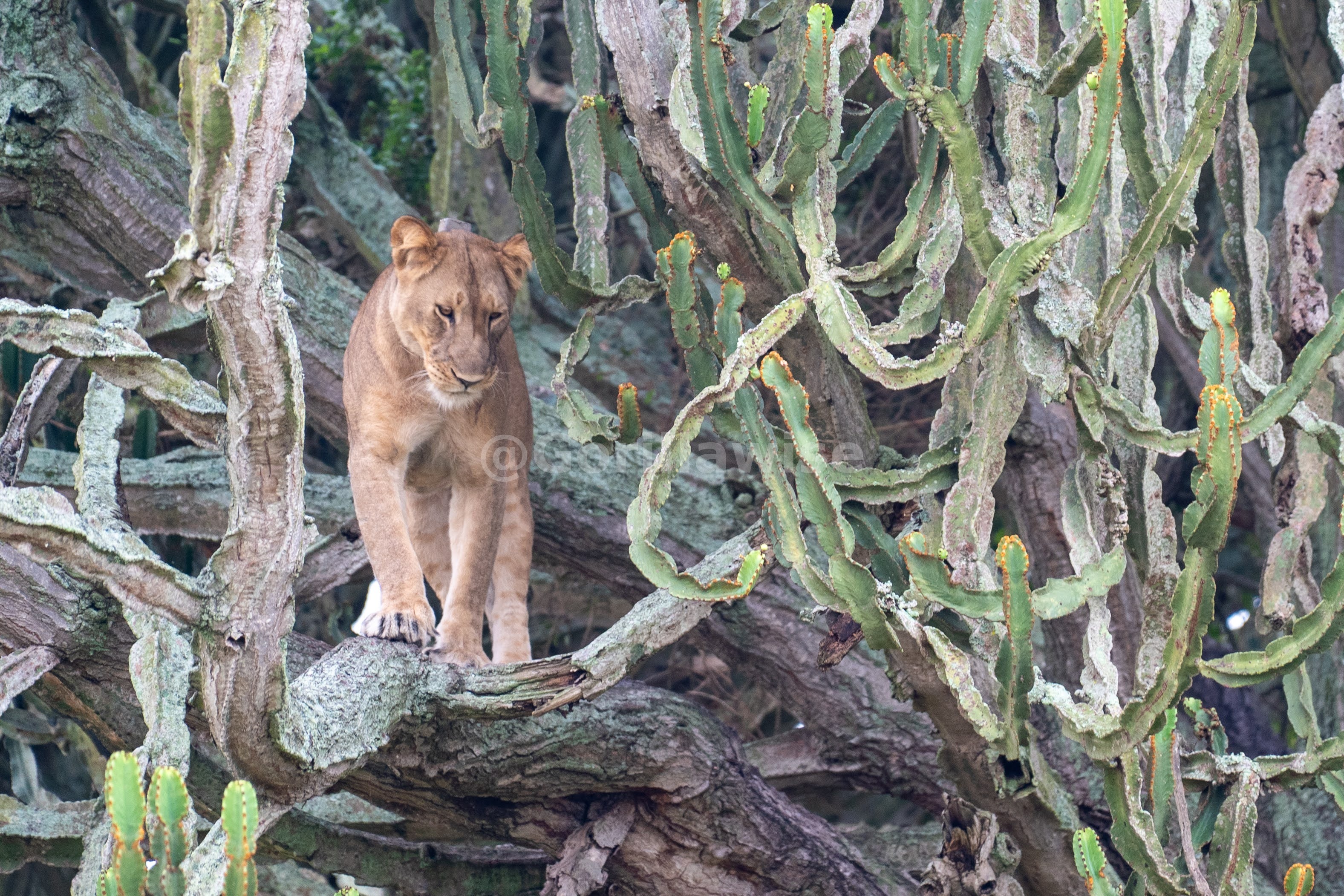 Lion — Maasai Mara