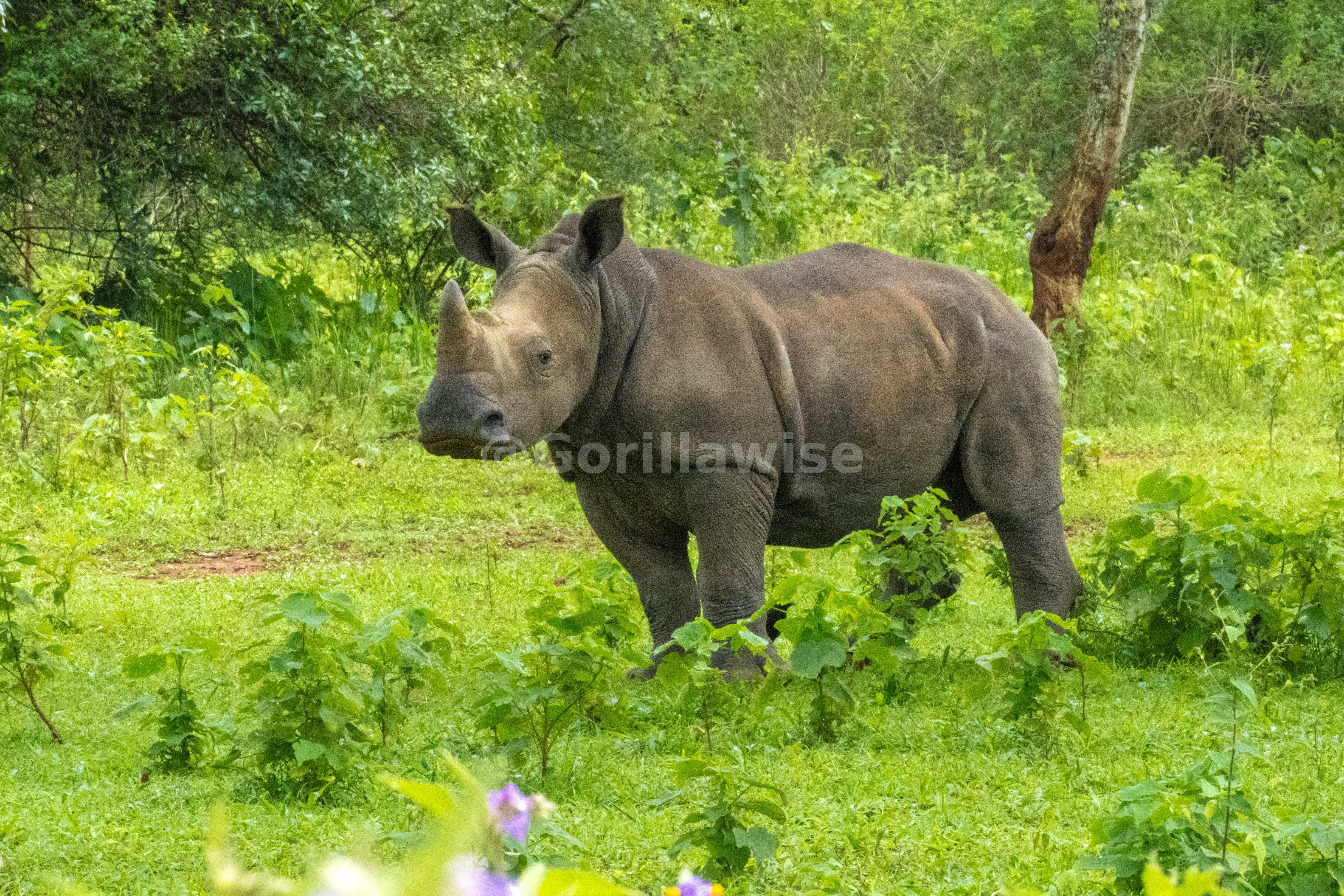 White Rhino — Ol Pejeta