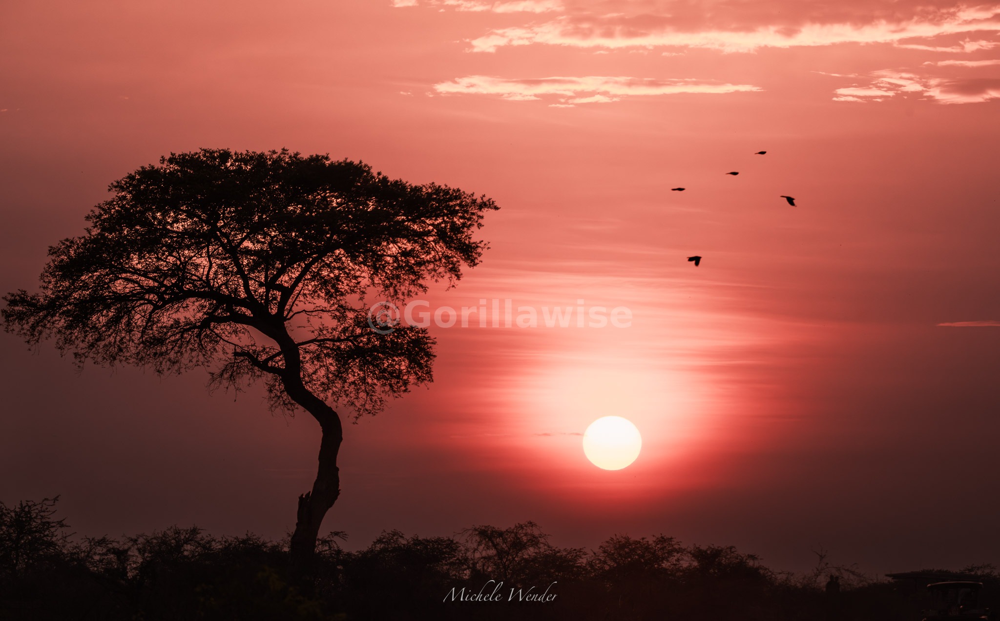 African Savannah — East Africa