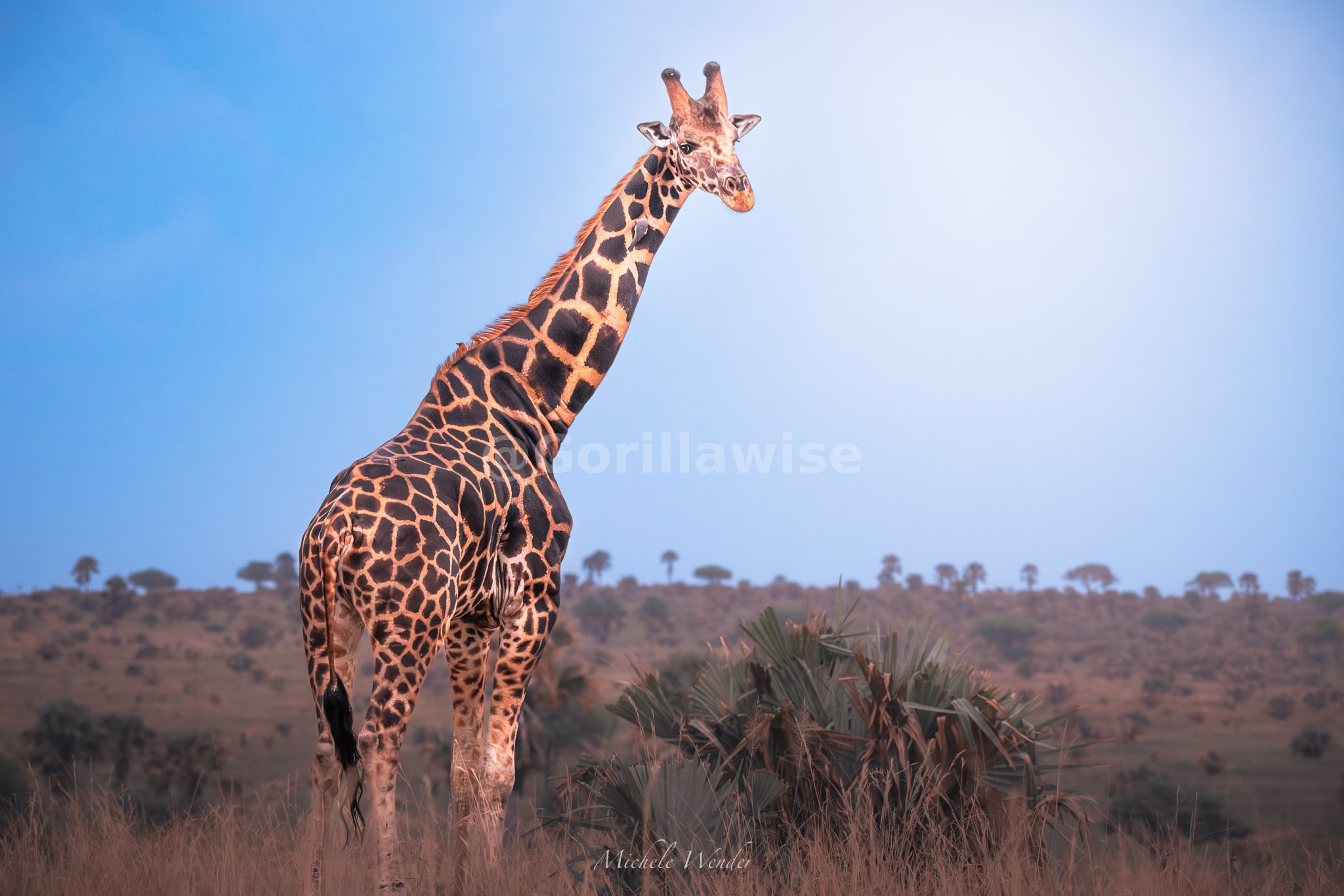 14-Day Classic East Africa Safari