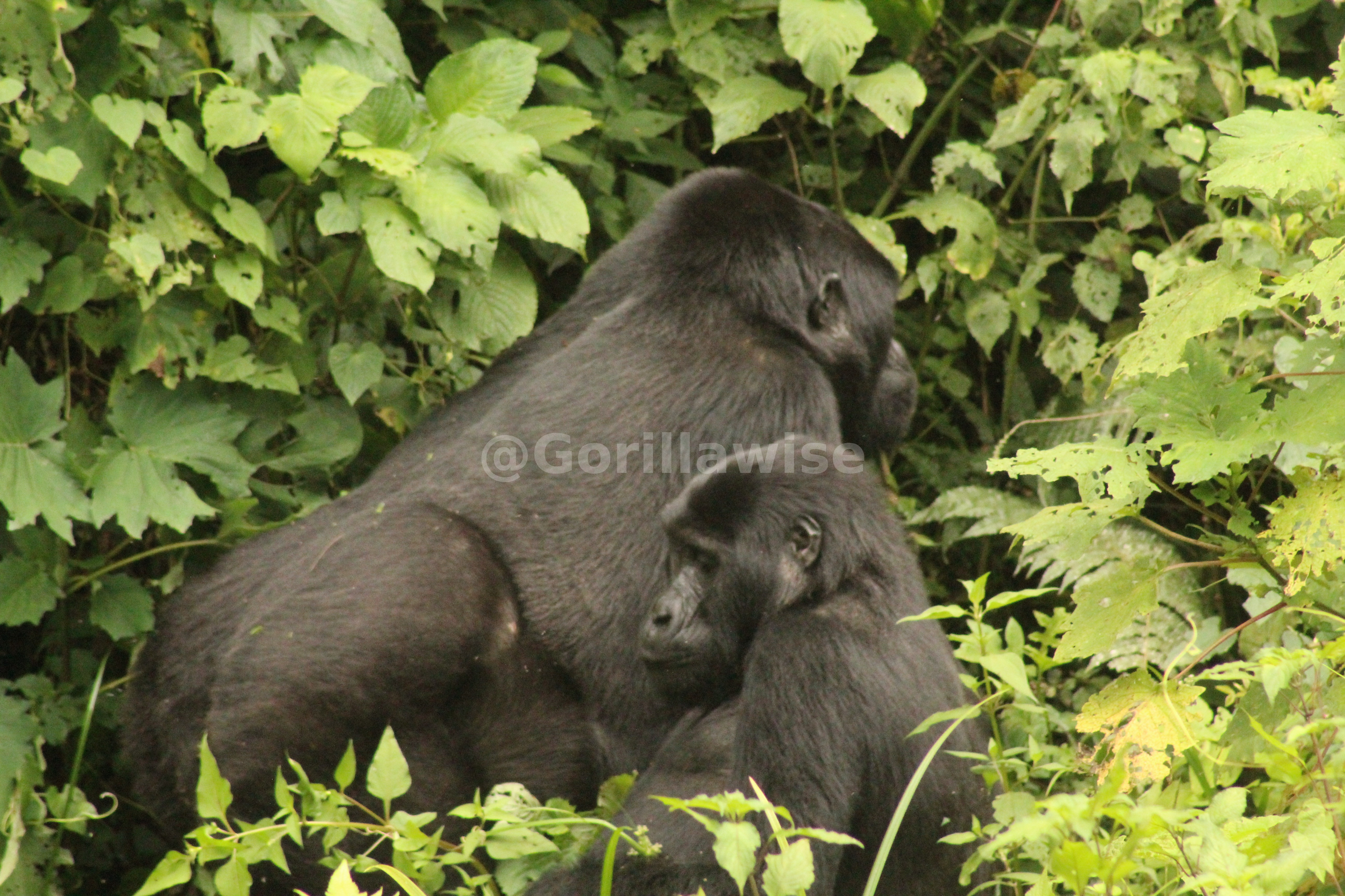 7-Day Rwanda — Big Five & Gorillas