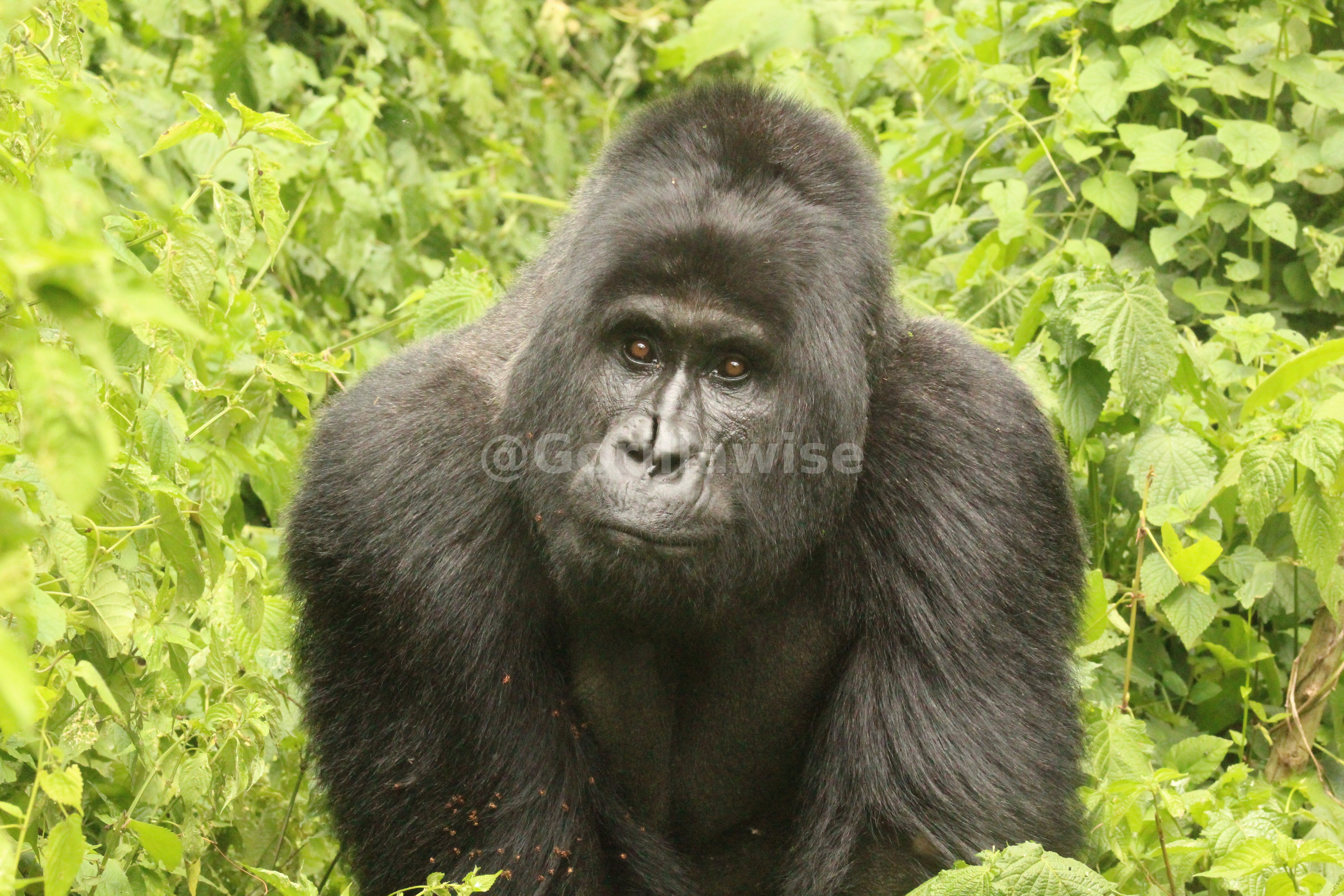 7-Day Rwanda Complete Adventure