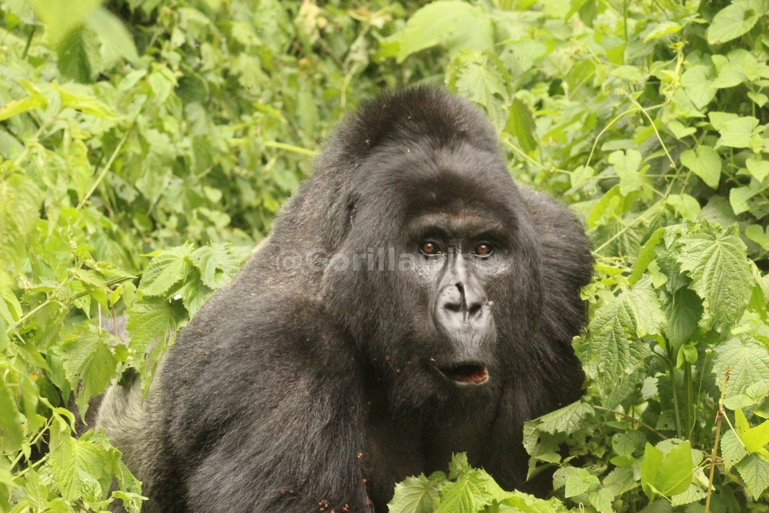 10-Day Grand Primate Circuit