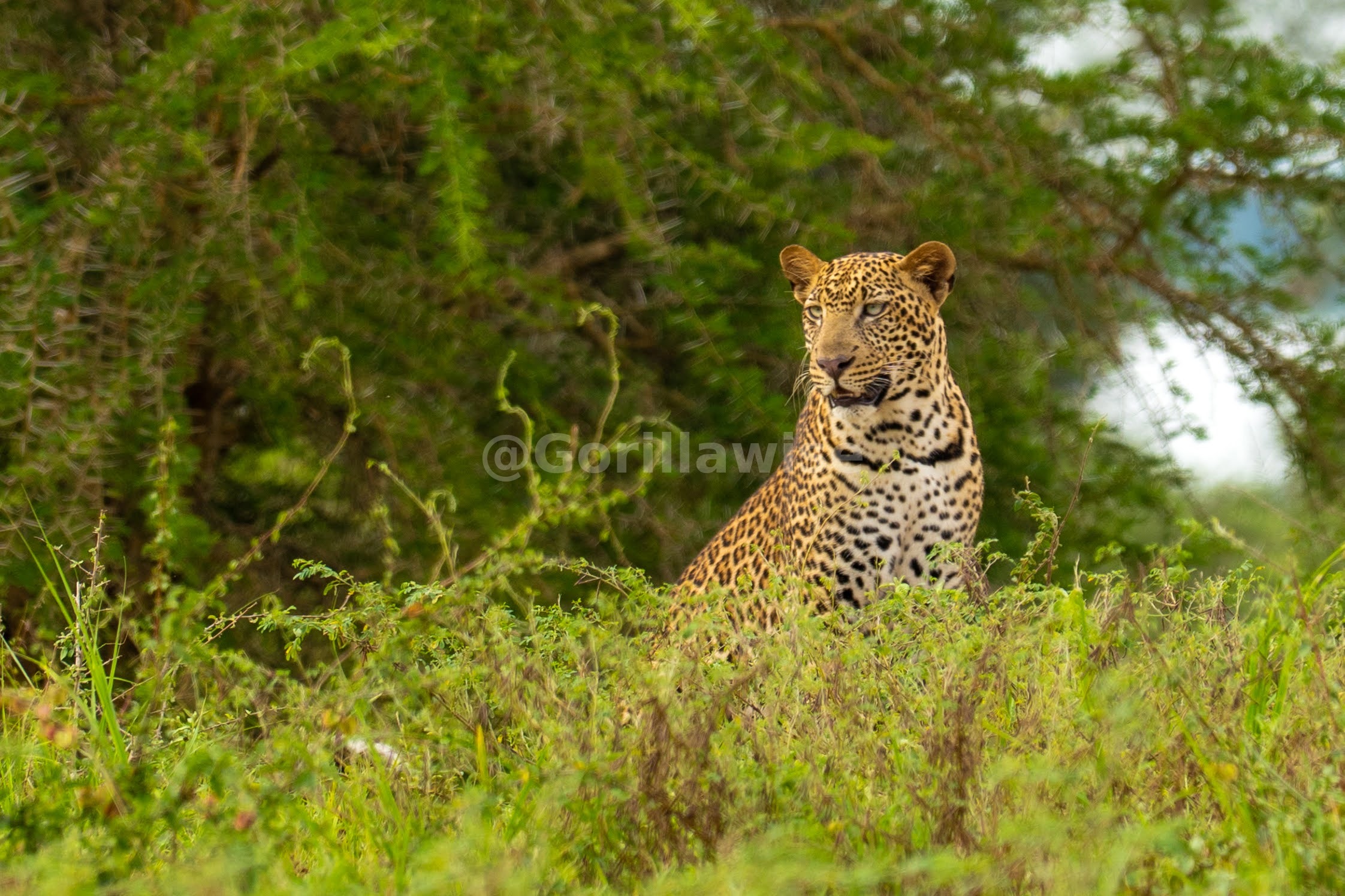 14-Day Primates & Big Five Safari
