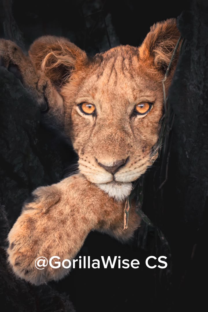 Conservation
